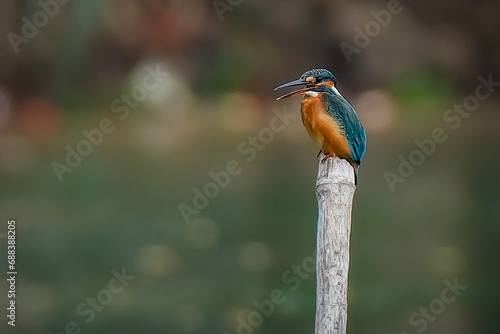 kingfisher on branch © Riadi