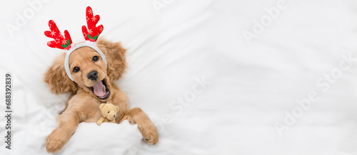 Yawning English Cocker spaniel puppy dressed like santa claus reindeer  Rudolf lying with toy bear under white blanket at home. Top down view. Empty space for text
