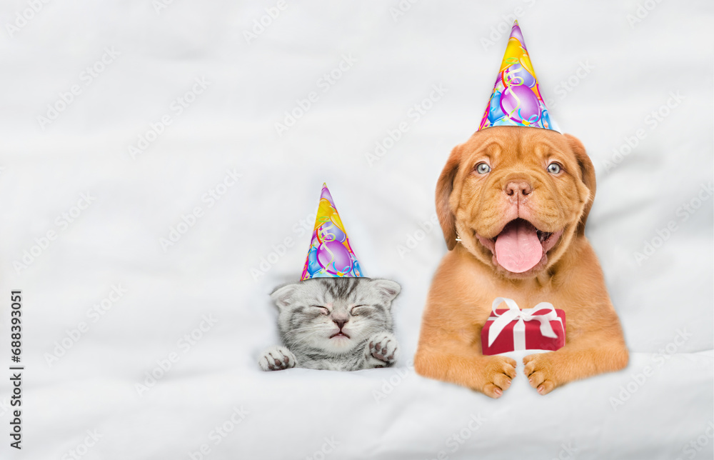 Cute Mastiff puppy and kitten wearing birthday caps lying together under white warm blanket on a bed at home. Top down view. Empty space for text
