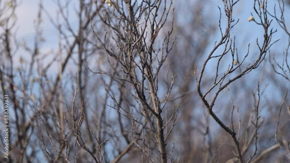 branches of a tree blowing in the wind. branches of a tree blowing in the wind.