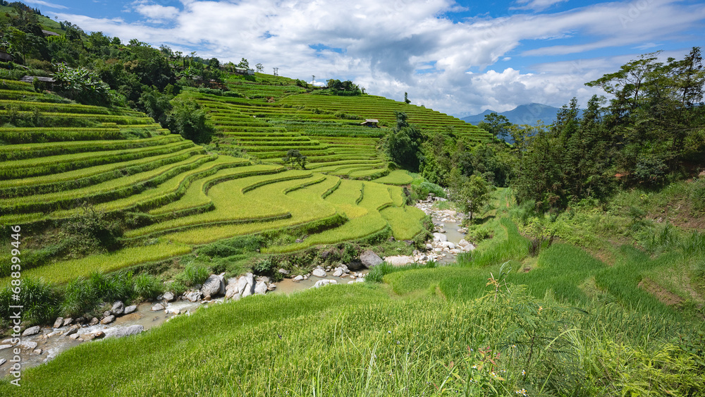 Landscape with green and yellow terraced rice fields and a river in the highlands of North-Vietnam, Yen Bai province