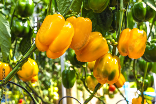 Close up sweet yellow bell pepper vegetables on tree in pepper farm photo