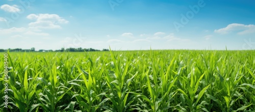 Weedy plants resistant to herbicides amid a cornfield's horizon.