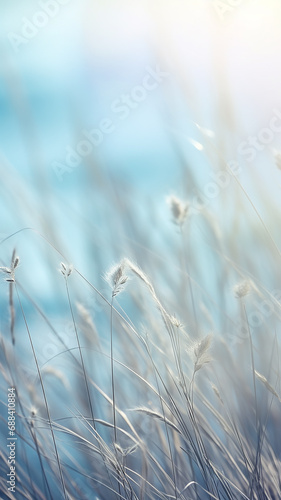 high narrow winter background, blurred in the field, dry blades of grass covered with frost, nature