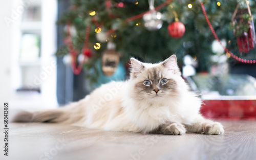 Gorgeous, Christmas fluffy white cat with blue eyes