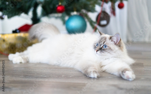 Gorgeous, Christmas fluffy white cat with blue eyes