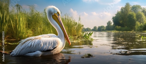 Symbolic impact of climate change on wildlife conservation in the Danube Delta, exemplified by a majestic pelican in the water.