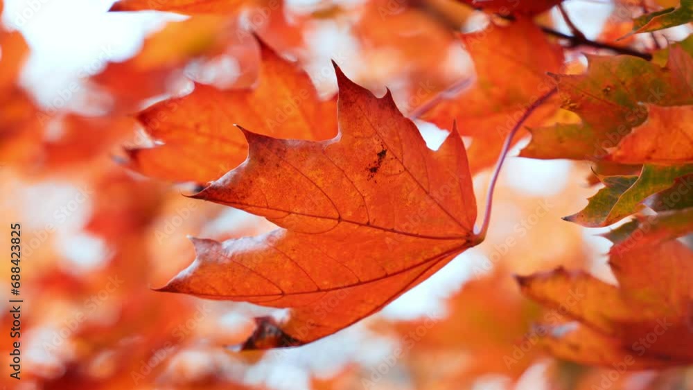 Close up of autumn leaves in an autumn park. Maple leaves against a autumn sky
Close up of autumn leaves in an autumn park. Maple leaves against a autumn sky