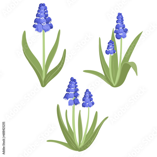 grape hyacinth, spring flowers, blue muscari, vector drawing wild plants at white background, floral elements, hand drawn botanical illustration
