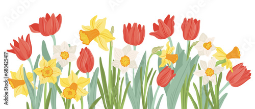 red tulips and yellow narcissus, spring flowers, vector drawing wild plants at white background, floral border, hand drawn botanical illustration © cat_arch_angel