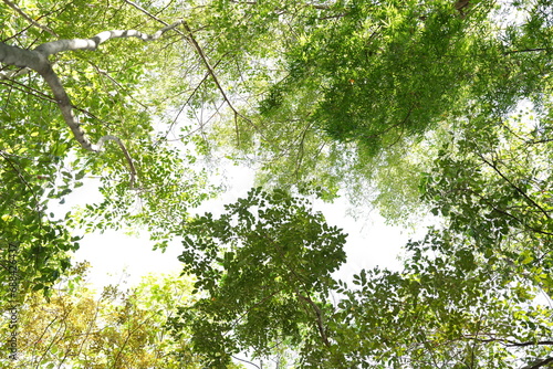 Background image in green wood in the rainy season