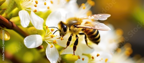 A macro photo of a bee gathering nectar from a Katsura Pieris shrub. © 2rogan