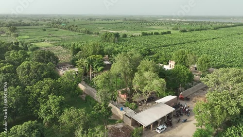 Aerial view of lush Mirpurkhas mango farm, Sindh, Pakistan photo