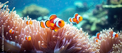 Clownfish seek refuge in anemones on coral reefs. photo