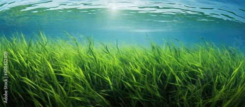 Research indicates that coastal habitats, particularly seagrass meadows, store significant amounts of blue carbon. photo