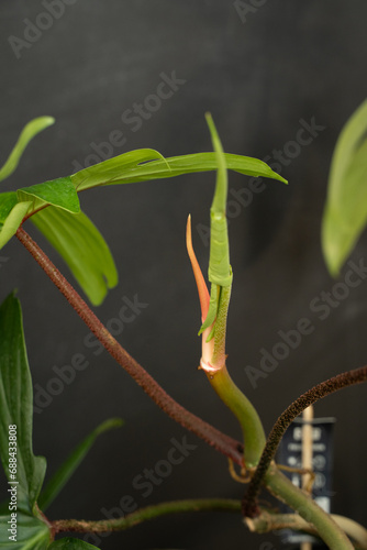 Philodendron on a black background