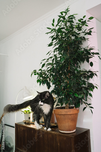 Benjamin's ficus in a terracotta pot and a cat on a brown chest of drawers