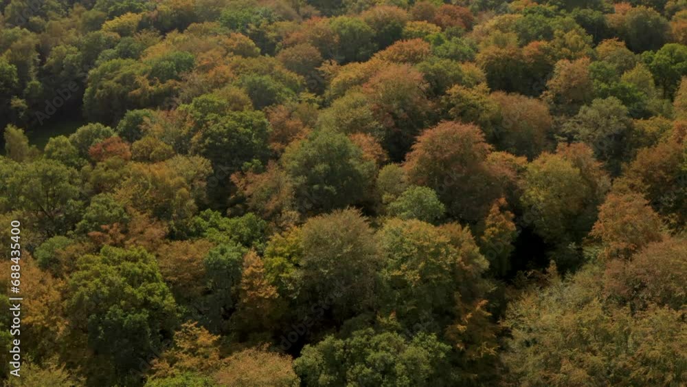 Aerial shot over many varied species of trees turning orange in autumn Aerial shot over many varied species of trees turning orange in autumn