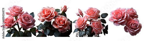 two pink roses arranged on a black background, in the style of highly detailed foliage, ahmed morsi, free-associative, decorative borders, 8k 3d, cut and paste, high quality photo photo