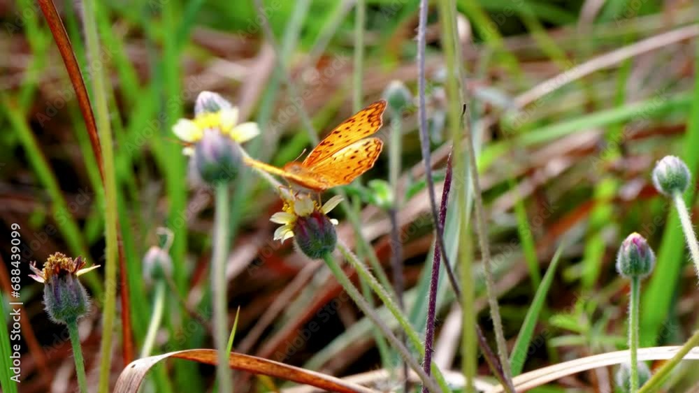 Butterfly pollinating the wildflowers amazing nature life on the grassland Butterfly pollinating the wildflowers amazing nature life on the grassland