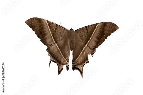 Close-up of the tropical swallowtail moth. Transparent background PNG files. photo