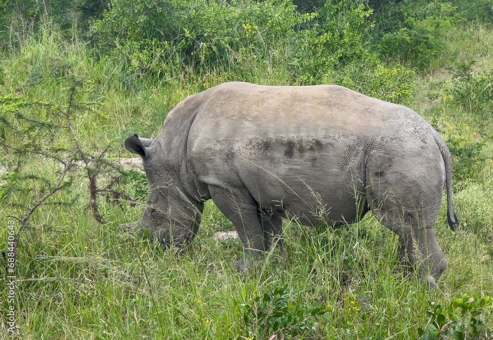Φωτογραφία Nashorn im Naturreservat Hluhluwe Nationalpark Südafrika