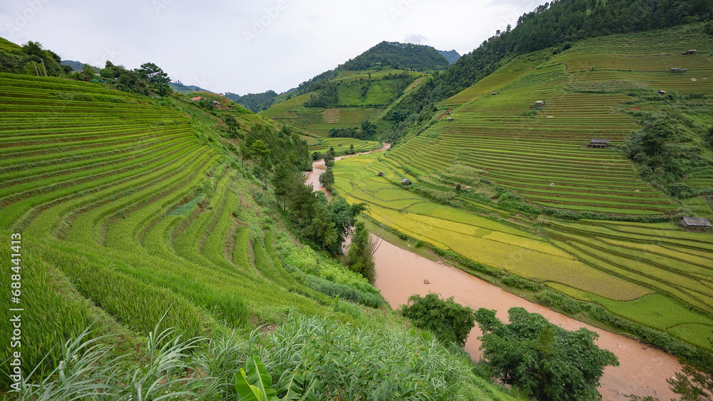 Landscape with green and yellow terraced rice fields and a river in the highlands of North-Vietnam, Yen Bai province	