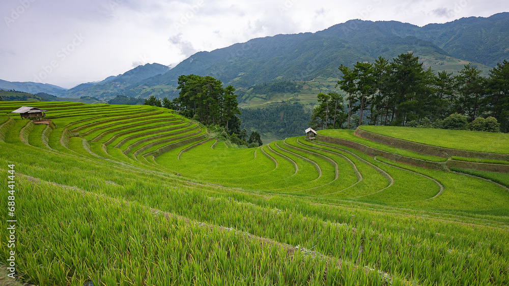 Landscape with green and yellow rice terraced fields and cloudy sky near Yen Bai province, North-Vietnam	