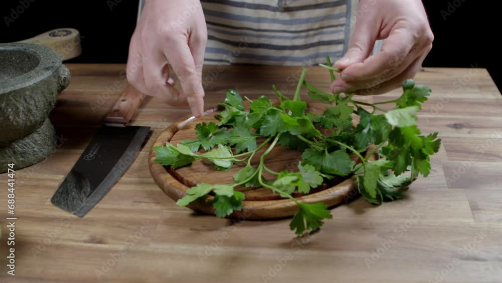 Skilled chef delicately plucks fresh parsley leaves from the stems for the preparation of chimichurri, the renowned argentine sauce Skilled chef delicately plucks fresh parsley leaves from the stems for the preparation of chimichurri, the renowned argentine sauce