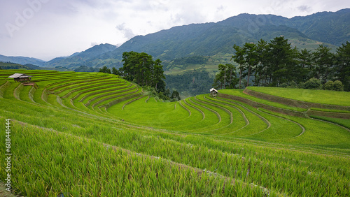 Landscape with green and yellow rice terraced fields and cloudy sky near Yen Bai province  North-Vietnam 