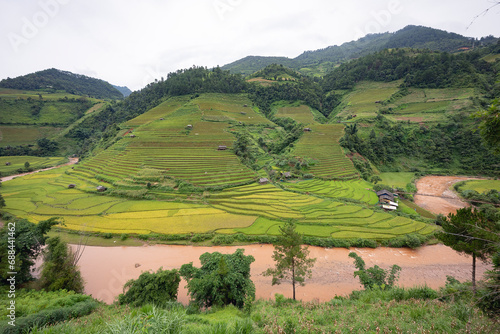Landscape with green and yellow terraced rice fields and a river in the highlands of North-Vietnam, Yen Bai province 