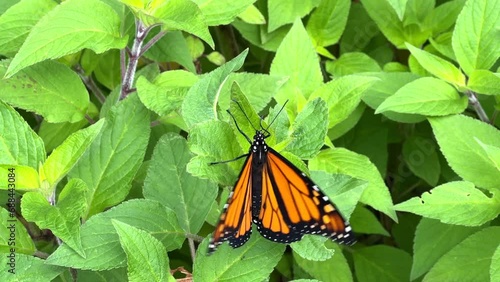 4K HD video of one male Monarch butterfly perched on pineapple sage leaves opening and closing wings. Grabs ahold of leaf inverting it and losing balance.

