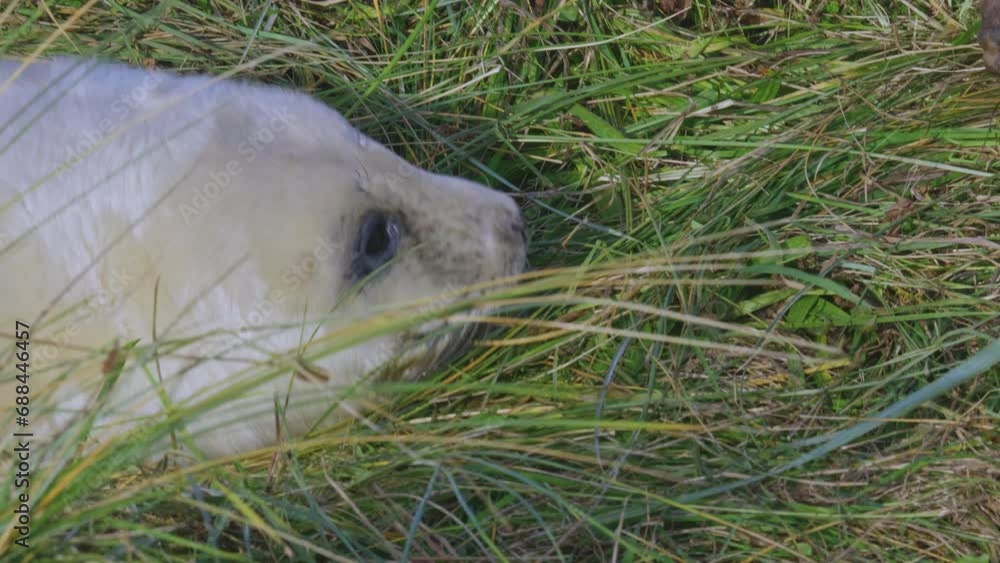 Atlantic Grey seal breeding season: adorable newborns with white fur, mothers nurturing, soaking in the warm November sun. Sweet pup-mom bonding. Atlantic Grey seal breeding season: adorable newborns with white fur, mothers nurturing, soaking in the warm November sun. Sweet pup-mom bonding.