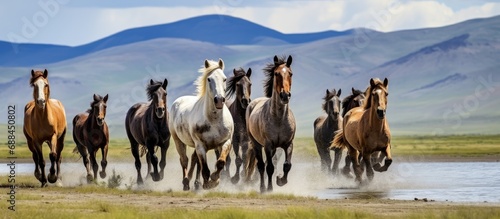 Reintroduced Mongolian wild horses, rare and endangered, at South Ural steppes. photo