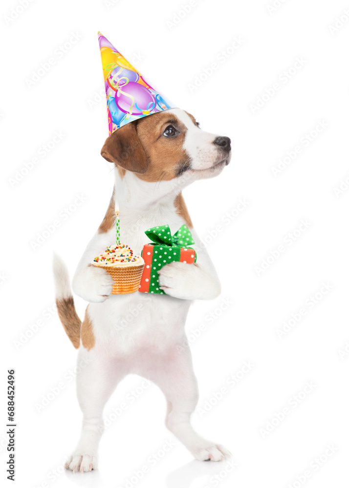 Jack russell terrier puppy wearing a party hat holds gift box and birthday cupcake with burning candle and looks away on empty space. isolated on white background