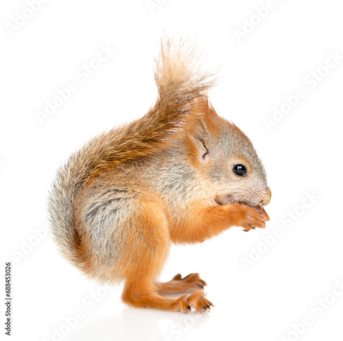 Young red squirrel eating pine nuts. Isolated on white background