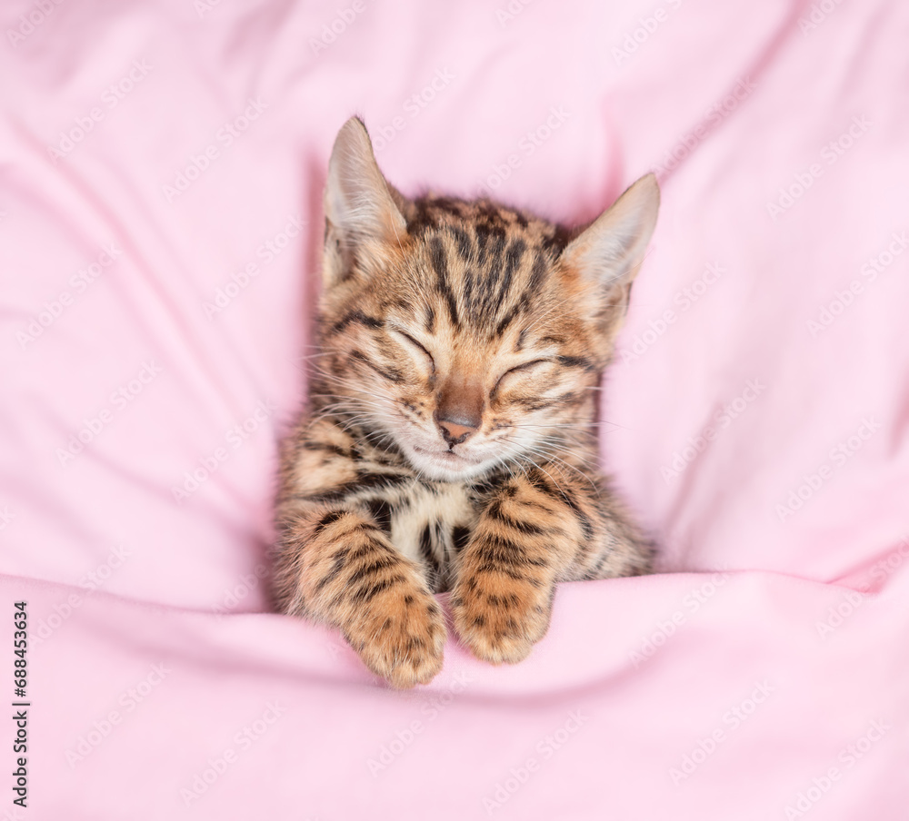 Cozy bengal kitten sleeps under blanket on pink bed at home. Top down view
