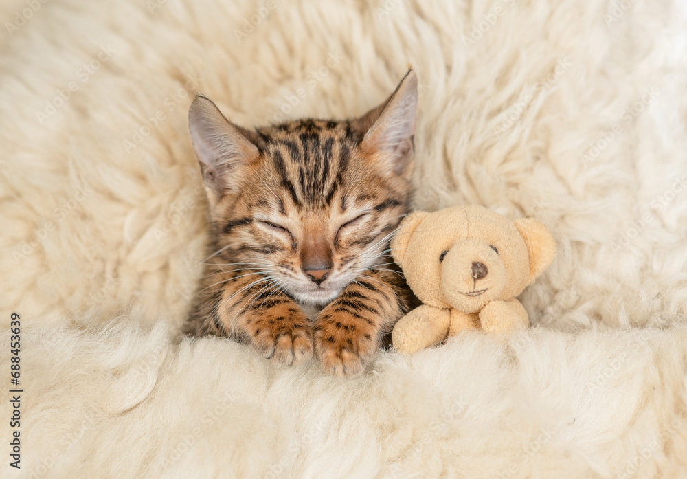 Cute bengal kitten lying with favorite toy bear under white warm blanket on a bed at home.Top down view Cute bengal kitten lying with favorite toy bear under white warm blanket on a bed at home.Top down view