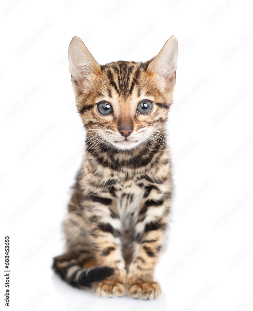 Tiny bengal kitten sitting in front view and looking at camera. isolated on white background
