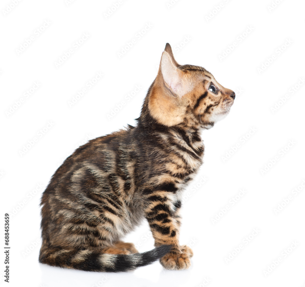 Tiny bengal kitten sitting in profile and looking away and up. isolated on white background Tiny bengal kitten sitting in profile and looking away and up. isolated on white background