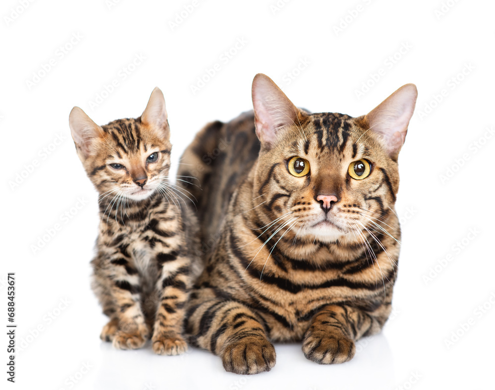 Adult bengal cat and tiny kitten lying together and looking at camera. isolated on white background Adult bengal cat and tiny kitten lying together and looking at camera. isolated on white background