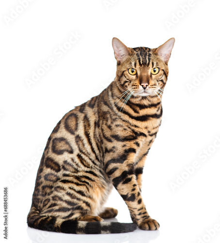 Portrait of a purebred bengal cat sitting in side view and looking at camera. isolated on white background