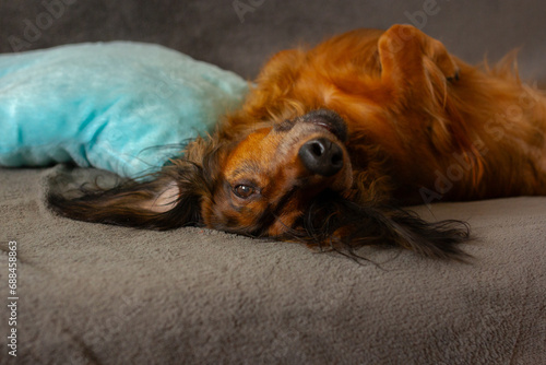 Portrait of red dachshund close up, adorable long haired wiener dog lying upside down on a couch, cute doggy face view from the side