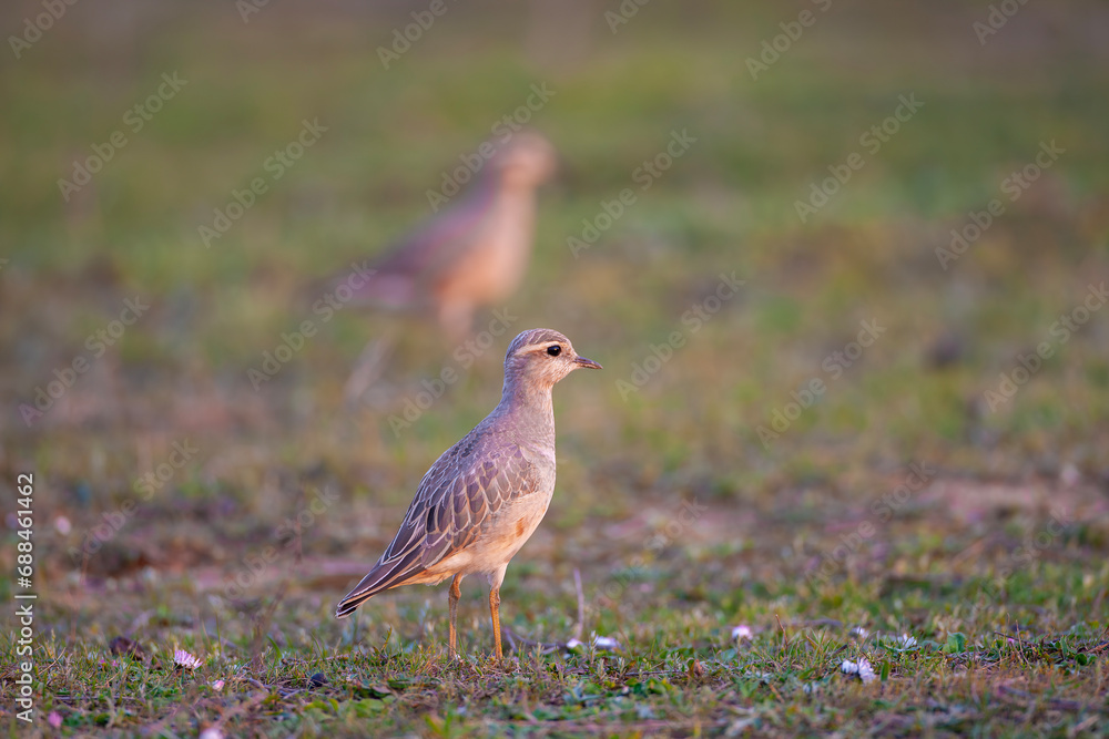 a medium-sized bird resting after migration, Eurasian Dotterel, Charadrius morinellus a medium-sized bird resting after migration, Eurasian Dotterel, Charadrius morinellus
