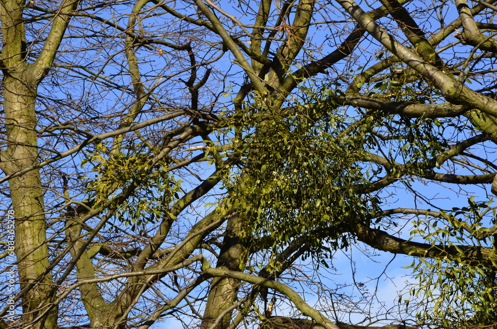 picturesque old tree in the park, spring view of trees without leaves, tree surrounded by mistletoe, clear view picturesque old tree in the park, spring view of trees without leaves, tree surrounded by mistletoe, clear view