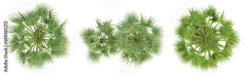 Top view of borassus flabellifer palm trees isolated on transparent background, 3d render illustration. © Sandy