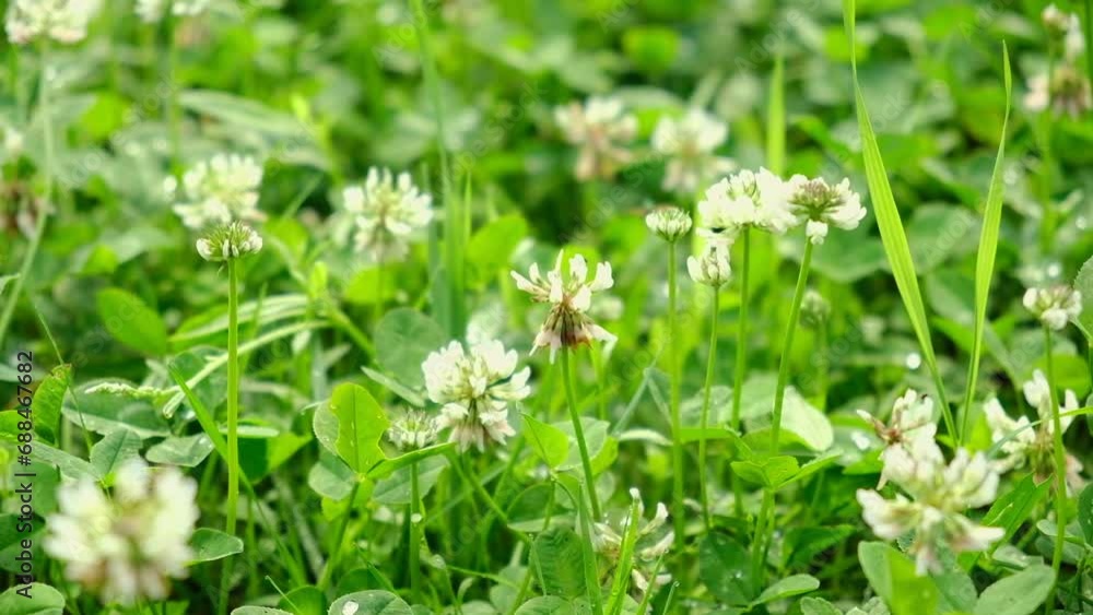 Trifolium pratense. White clover flowers in the meadow. Flowered clover and Poa annua, annual meadow green grass on the lawn in summer sunlight sunshine. Blossoming. Honey bee. Flowering trefoil field Trifolium pratense. White clover flowers in the meadow. Flowered clover and Poa annua, annual meadow green grass on the lawn in summer sunlight sunshine. Blossoming. Honey bee. Flowering trefoil field