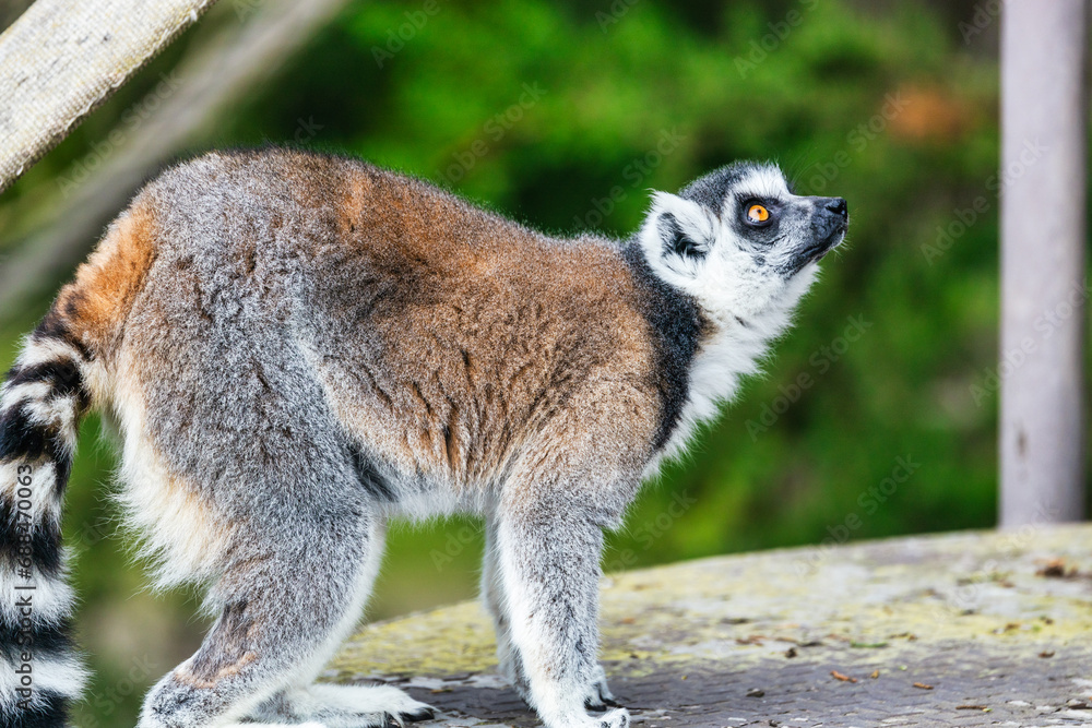 Fototapeta premium Lemur catta close-up in natural habitat. Animal protection concept