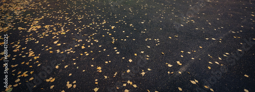 Autumn yellow leaves on asphalt
