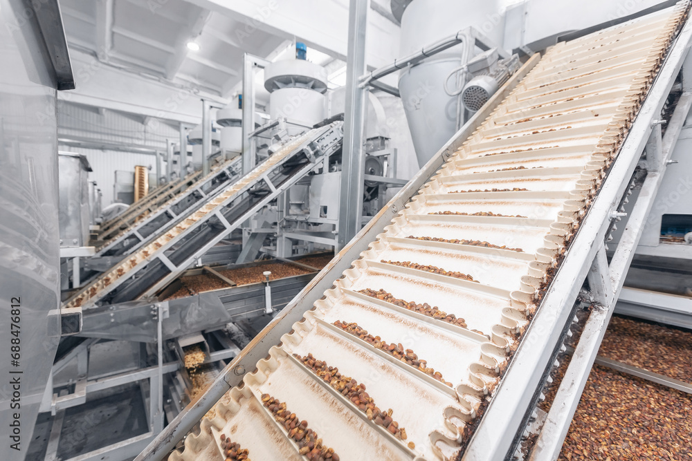 Raw ripe fresh brown pine nuts in shell on conveyor. Industrial organic food factory
